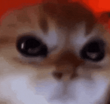 gato :gato