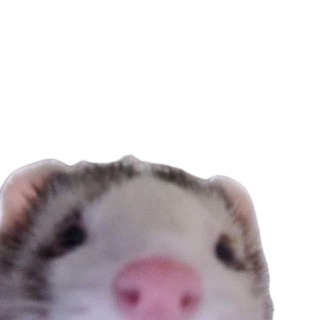 ferret :ferret: